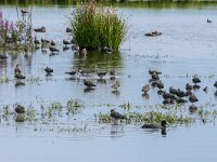 Vanellus vanellus 163, Kievit, adult, Saxifraga-Theo Verstrael