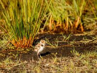 Vanellus vanellus 166, Kievit, chicken, Saxifraga-Theo Verstrael