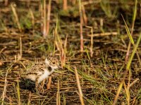 Vanellus vanellus 167, Kievit, chicken, Saxifraga-Theo Verstrael