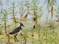 Vanellus vanellus 169, Kievit, chicken, Saxifraga-Theo Verstrael