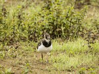 Vanellus vanellus 171, Kievit, juvenile, Saxifraga-Theo Verstrael