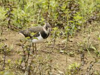 Vanellus vanellus 173, Kievit, juvenile, Saxifraga-Theo Verstrael