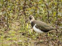 Vanellus vanellus 174, Kievit, juvenile, Saxifraga-Theo Verstrael