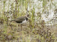 Vanellus vanellus 176, Kievit, juvenile, Saxifraga-Theo Verstrael