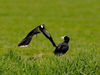 Vanellus vanellus 18, Kievit, Saxifraga-Piet Munsterman