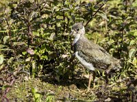 Vanellus vanellus 181, Kievit, juvenile, Saxifraga-Theo Verstrael