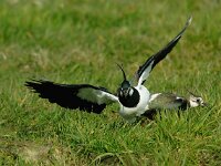 Vanellus vanellus 21, Kievit, Saxifraga-Piet Munsterman