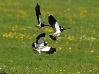 Vanellus vanellus 26, Kievit, Saxifraga-Piet Munsterman