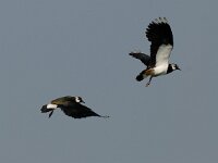 Vanellus vanellus 30, Kievit, Saxifraga-Piet Munsterman