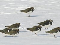 Vanellus vanellus 32, Kievit, Saxifraga-Piet Munsterman