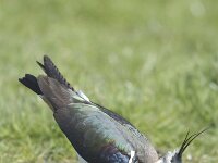 Vanellus vanellus 39, Kievit, male, Saxifraga-Piet Munsterman