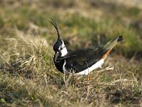 Vanellus vanellus 4, Kievit, display, Saxifraga-Piet Munsterman