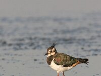 Vanellus vanellus 41, Kievit, Saxifraga-Jaap Schelvis