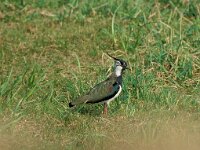 Vanellus vanellus 43, Kievit, Saxifraga-Mark Zekhuis