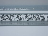 kieviten op ijs bij de Staart-Horst  Kieviten op trek : Vanellus vanellus
