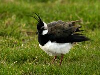 Vanellus vanellus 49, Kievit, Saxifraga-Piet Munsterman