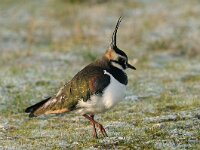Vanellus vanellus 51, Kievit, Saxifraga-Piet Munsterman