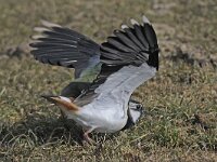 Vanellus vanellus 52, Kievit, Saxifraga-Ab H Baas