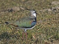 Vanellus vanellus 53, Kievit, Saxifraga-Ab H Baas