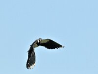 Vanellus vanellus 54, Kievit, Saxifraga-Piet Munsterman