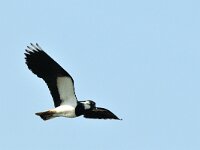 Vanellus vanellus 55, Kievit, Saxifraga-Piet Munsterman