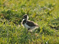 Vanellus vanellus 57, Kievit, Saxifraga-Piet Munsterman