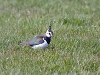 Kievit  kievit in Putterpolder : vanellus vanellus