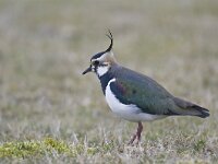 Vanellus vanellus 60, Kievit, Saxifraga-Rik Kruit