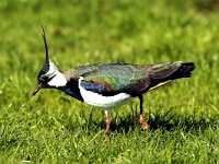 Vanellus vanellus 64, Kievit, Saxifraga-Piet Munsterman