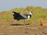Vanellus vanellus 65, Kievit, Saxifraga-Piet Munsterman