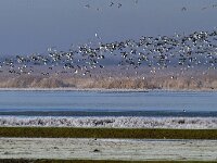 Vanellus vanellus 67, Kievit, Saxifraga-Piet Munsterman