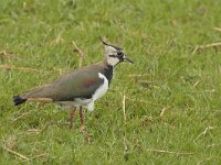 Vanellus vanellus 70, Kievit, Saxifraga-Jan Nijendijk