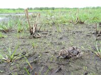 Vanellus vanellus 71, Kievit, Saxifraga-Mark Zekhuis