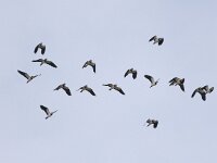 Vanellus vanellus 72, Kievit, Saxifraga-Peter Meininger