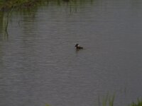 Vanellus vanellus 75, Kievit, Saxifraga-Jan Nijendijk