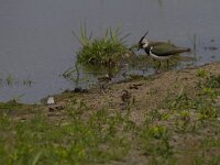 Vanellus vanellus 77, Kievit, Saxifraga-Jan Nijendijk
