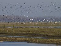 Vanellus vanellus 78, Kievit, Saxifraga-Jan Nijendijk