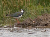 Vanellus vanellus  Kievit bij water : Vanellus vanellus
