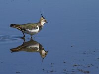 Vanellus vanellus 80, Kievit, Saxifraga-Jan Nijendijk