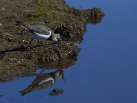 Vanellus vanellus 81, Kievit, Saxifraga-Jan Nijendijk