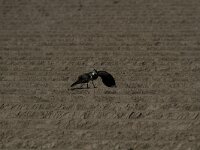 Vanellus vanellus 84, Kievit, Saxifraga-Dirk Hilbers
