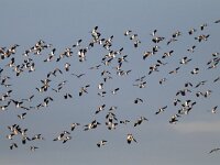 Vanellus vanellus 92, Kievit, Saxifraga-Mark Zekhuis