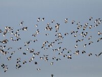 Vanellus vanellus 93, Kievit, Saxifraga-Mark Zekhuis