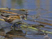 Zapornia parva 13, Klein waterhoen, Saxifraga-Mark Zekhuis