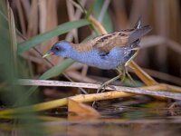 Little Crake  Rare and elusive Little Crake (Porzana parva) foraging on the shore of lake Metochi on Lesbos island, Greece : Europe, Greece, Little Crake, Porzana parva, Skala kallonis, adult, animal, beak, behavior, bird, breeding plumage, day, eating, evening, fauna, feeding, fen, foraging, full length, grass, lake, least concern, leg, lesbos, low angle view, male, marsh, marshland, may, metochi, metochi lake, mud, one animal, pond, profile, riverbank, side view, spring, springtime, sunset, swamp, tail, vegetation, walking, water, waterhole, wetland, worm's-eye view