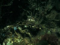 Crassostrea gigas 2, Japanse oester, Saxifraga-Eric Gibcus