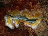 Crassostrea gigas 5, Japanse oester, Foto Fitis-Sytske Dijksen