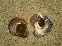 Crassostrea gigas 6, Japanse oester, Foto Fitis-Sytske Dijksen
