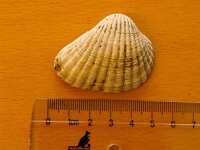 Cerastoderma glaucum