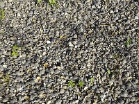 Washed up  shells of Corbicula clams, Biesbosch NP, South Holland, Netherlands  Washed up  shells of Corbicula clams, Biesbosch NP, South Holland, Netherlands : background, bivalva, clam, fauna, many, natural, nature, shell, shells, wash up, asian clam, asian clams, clams, corbicula, introduces species, no people, nobody, outdoors, outside, textured